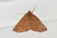 Colotois pennaria