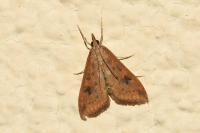 Udea ferrugalis