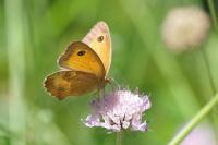 Pyronia tithonus