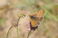 Melitaea cinxia