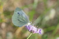Pieris napi