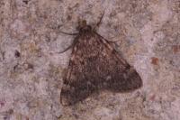Aglossa pinguinalis