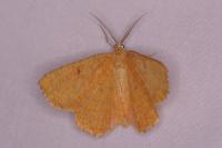 Angerona prunaria