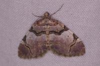Anticlea derivata
