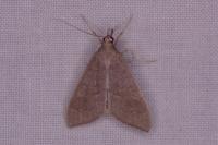 Mecyna asinalis