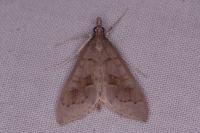Mecyna asinalis