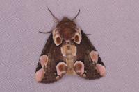 Thyatira batis