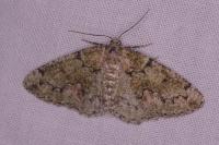 Cleorodes lichenaria