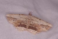 Menophra abruptaria