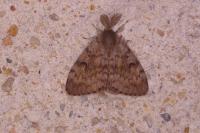 Lymantria dispar