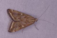 Loxostege sticticalis