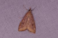 Udea ferrugalis