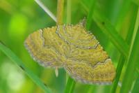 Camptogramma bilineata
