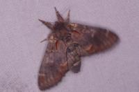 Notodonta dromedarius