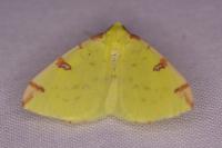 Opisthograptis luteolata