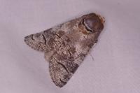 Cossus cossus