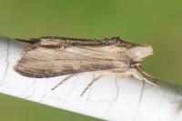 Cucullia lychnitis