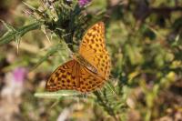 Argynnis paphia