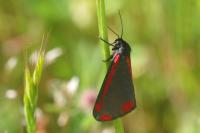 Tyria jacobaeae