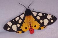 Arctia villica
