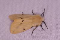 Spilarctia lutea
