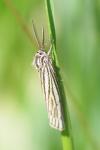 Spiris striata