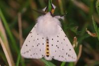 Spilosoma lubricipeda