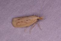 Ematheudes punctella