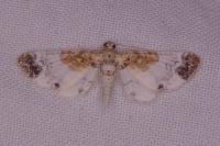 Eupithecia breviculata