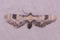 Eupithecia centaureata