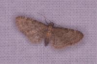 Eupithecia haworthiata