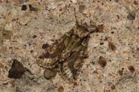 Allophyes oxyacanthae