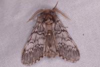 Drymonia ruficornis