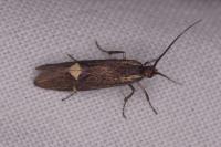 Esperia sulphurella