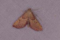 Endotricha flammealis