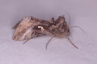 Autographa gamma