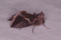 Macdunnoughia confusa