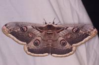 Saturnia pyri