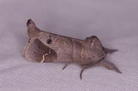 Clostera anachoreta