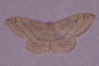 Idaea aversata