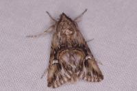 Calophasia lunula