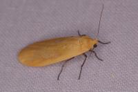 Wittia sororcula