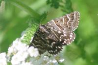 Euclidia mi