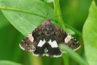 Tyta luctuosa
