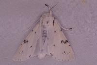 Acronicta leporina