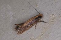 Monopis
