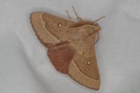 Lasiocampa trifolii