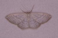 Idaea subsericeata