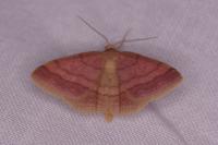 Scopula rubiginata