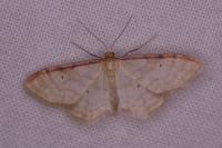 Idaea humiliata
